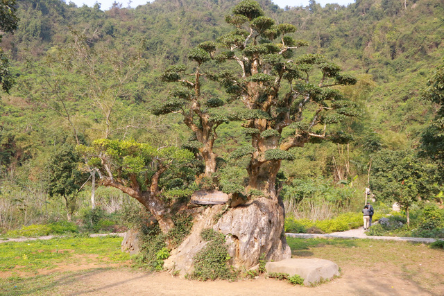 Top 10 Cây duối cảnh, bonsai, cổ thụ, tự nhiên đẹp tiền tỷ 2023 - Hoa Cảnh Quang Vỹ