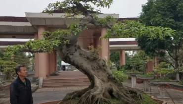 Hiểu đúng về “Cổ Kỳ Mỹ Văn” trong nghệ thuật bonsai cây cảnh