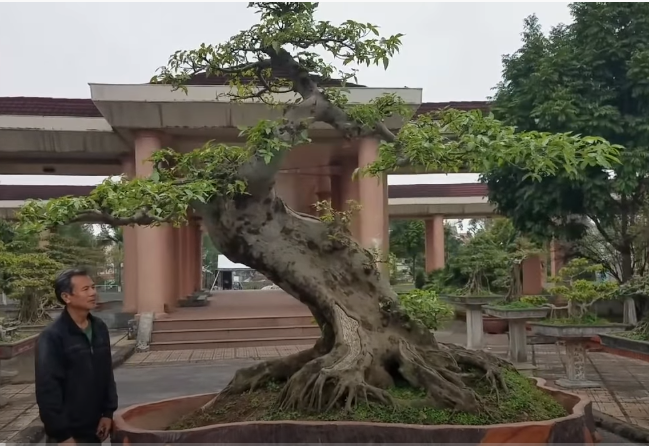 Hiểu đúng về “Cổ Kỳ Mỹ Văn” trong nghệ thuật bonsai cây cảnh