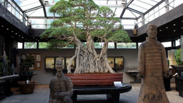 Top 10 cây sung bonsai dáng đẹp nhất: Dáng huyền, thác đổ, trực,…