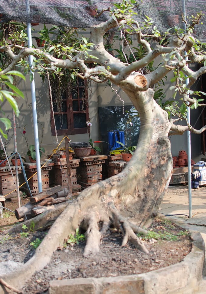 Top 10 cây sung bonsai dáng đẹp nhất: Dáng huyền, thác đổ, trực ...