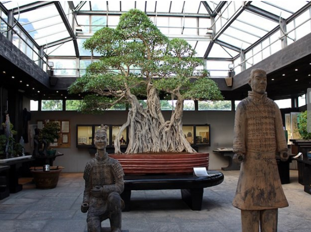 Top 10 cây sung bonsai dáng đẹp nhất: Dáng huyền, thác đổ, trực,…