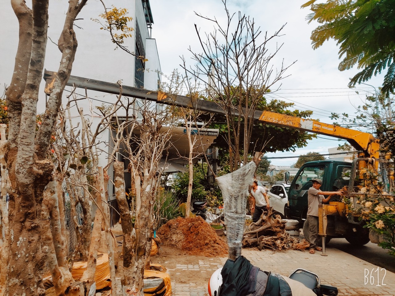 Dịch vụ Đào, Bứng, di dời cây cảnh thuê tại Đà Nẵng giá rẻ