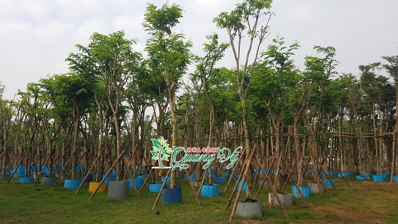 [Bảng Giá] Cây Công Trình, Cây Xanh Đô Thị tại Đà Nẵng Giá Rẻ 2023