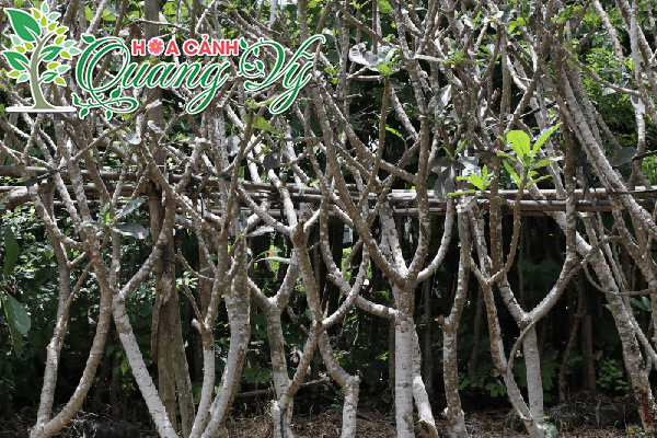 Săn lùng và bán phôi cây cảnh các loại tại Đà Nẵng giá rẻ