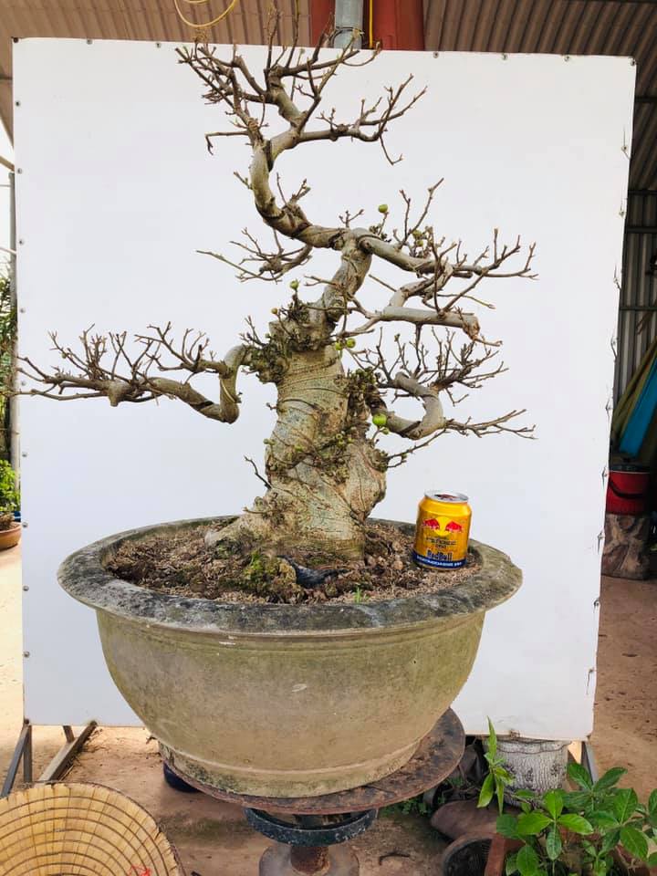 Hieu-dung-ve-co-ky-my-van-trong-nghe-thuat-bonsai-cay-canh
