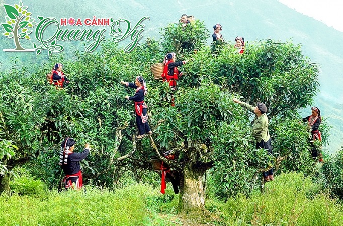 Giá cây Chè xanh cổ thụ, lâu năm dùng làm cảnh, bonsai đẹp nhất Việt Nam