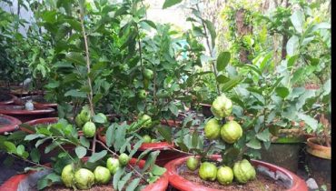 Kỹ thuật trồng và cách chăm cây ổi trong chậu siêu trái