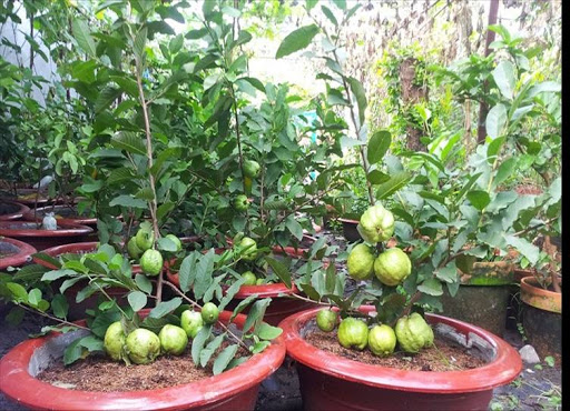 Kỹ thuật trồng và cách chăm cây ổi trong chậu siêu trái