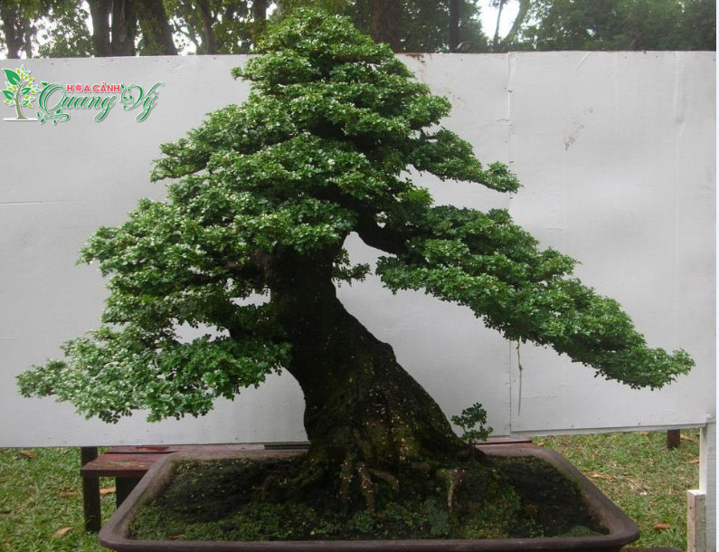 Cây cần thăng bonsai hợp mệnh gì, ý nghĩa, cách trồng và chăm sóc