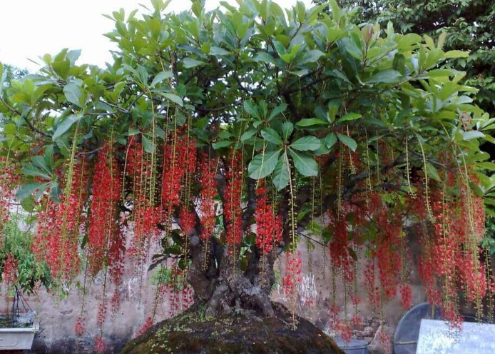 99 Cây lộc vừng bonsai, cảnh đẹp dáng thác đổ, trực đẹp nhất VN 2021