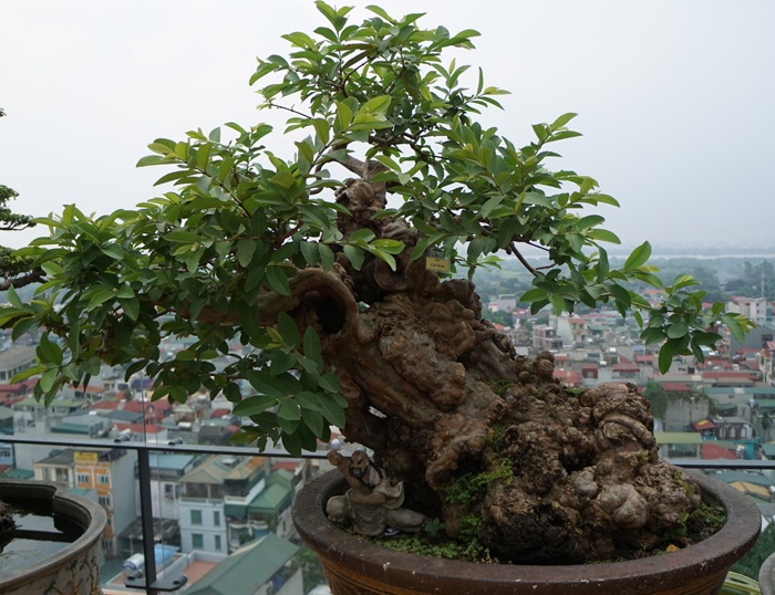 Cách trồng và tạo dáng cây Ổi bonsai, mới bứng, Ổi Cảnh đẹp nhất