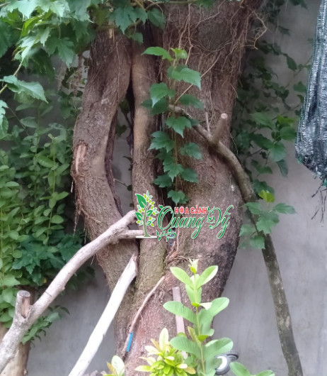 10 Cây dâu tằm bonsai đẹp, Cổ thụ đẹp nhất Viêt Nam 2023