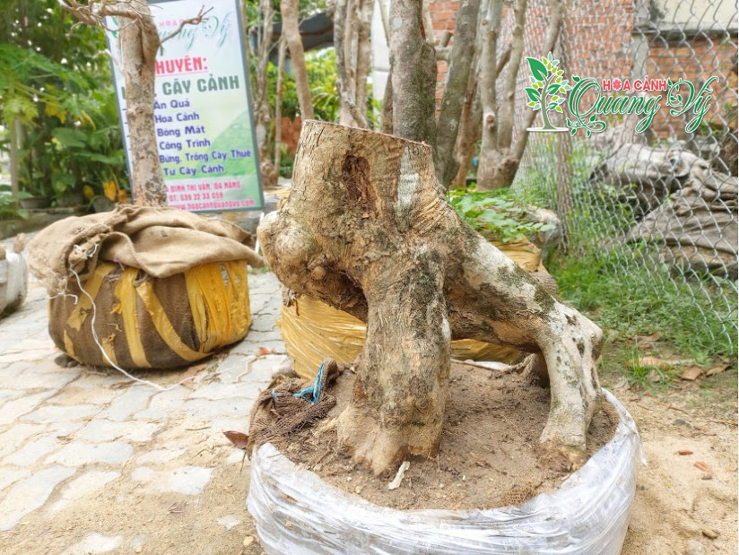Giá cây bằng lăng cảnh, bonsai, cổ thụ đẹp nhất Việt Nam 2022