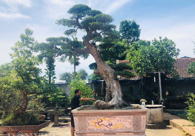 Giá cây Duối cảnh, bonsai, cổ thụ, rừng tự nhiên đẹp nhất Việt Nam