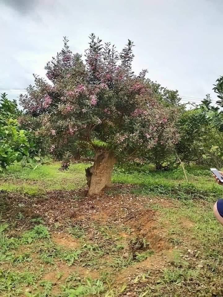 Giá cây sim cảnh, bonsai, sim rừng, cổ thụ lâu năm đẹp nhất Việt Nam