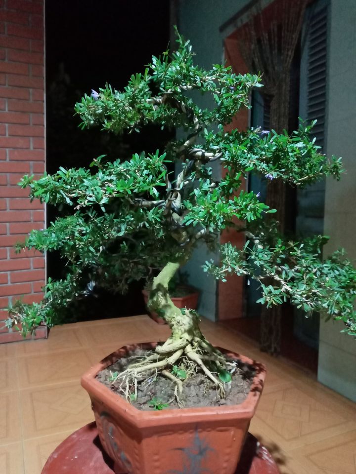 Giá cây Linh Sam núi, 86 bonsai đẹp nhất Việt Nam? Mua ở đâu?