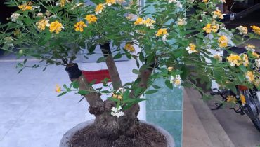 Giá cây hoa ngũ sắc cảnh, bonsai hoa đẹp nhất Việt Nam 2022