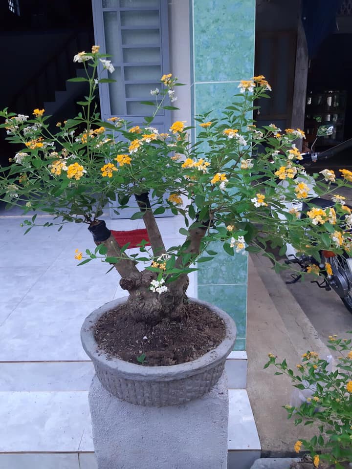 Giá cây hoa ngũ sắc cảnh, bonsai hoa đẹp nhất Việt Nam 2023