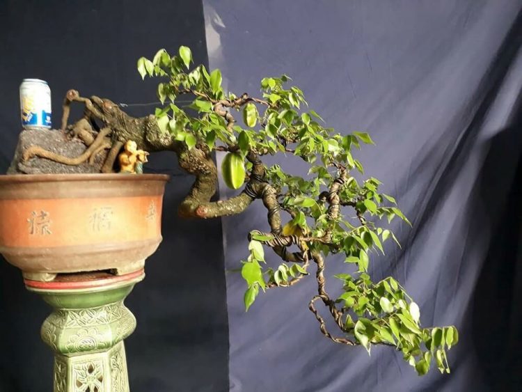 20 cây bonsai dáng nghiêng, đổ đẹp, khủng, đắt nhất việt