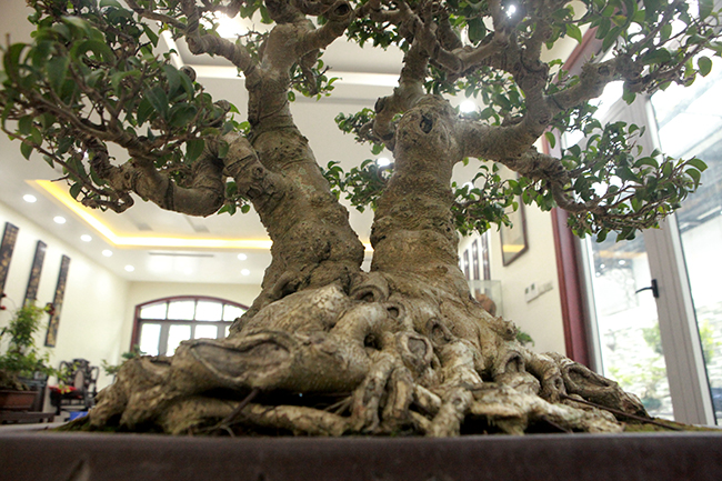 20+ cây bonsai dáng phú thê đẹp, nghệ thuật mỹ văn nhất việt nam 2023