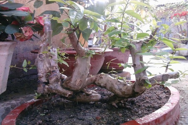 Cắt tỉa, tạo dáng bonsai bằng lăng rừng
