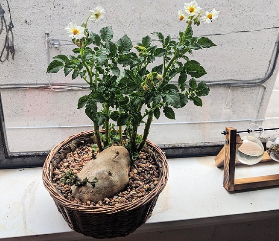 Cách trồng bonsai khoai tây dễ. Xem 50+ mẫu đẹp nhất hiện nay