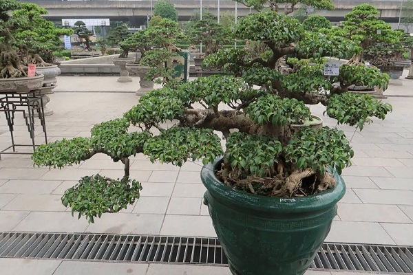 Cây bonsai dáng hoành