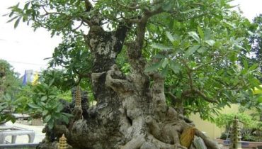 20+ cây bonsai dáng lão đẹp,cổ kỳ, đắt nhất việt nam 2023