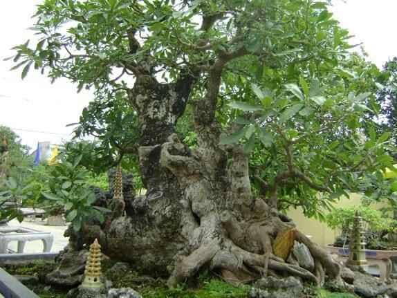 20+ cây bonsai dáng lão đẹp,cổ kỳ, đắt nhất việt nam 2022