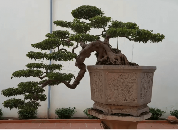 100+ cây bonsai dáng bay đẹp nhất việt nam 2023