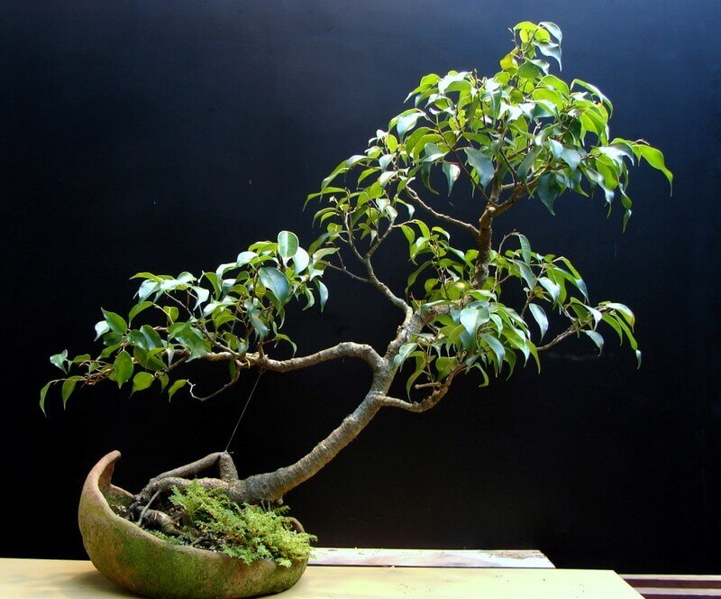 20 cây bonsai dáng nghiêng, đổ đẹp, khủng, đắt nhất việt nam 2023