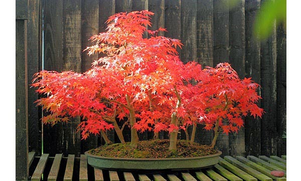 50 Bệ Bonsai cụm rừng cây đẹp, tiểu cảnh rừng cây độc đắt nhất việt nam