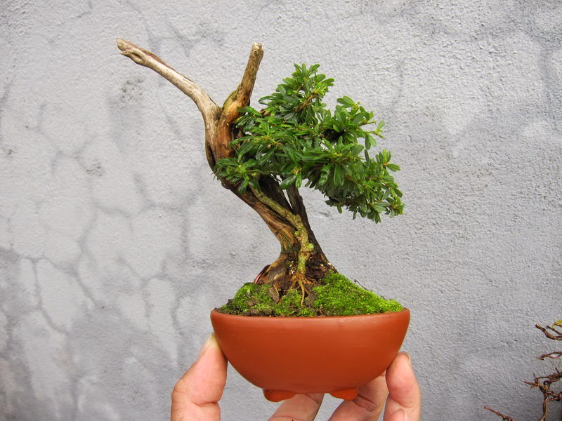 cay-sam-nui-trai-bonsai-dep