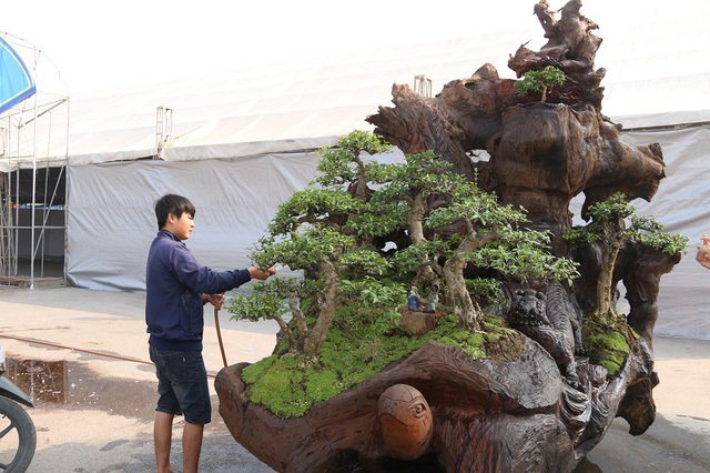 150 Cây bonsai lũa đẹp, cổ kỳ quái, hàng đẹp khủng nhất việt nam