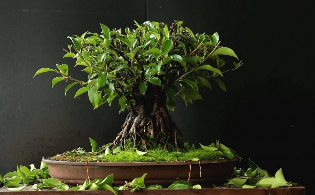Cach-trong-cay-sung-bonsai