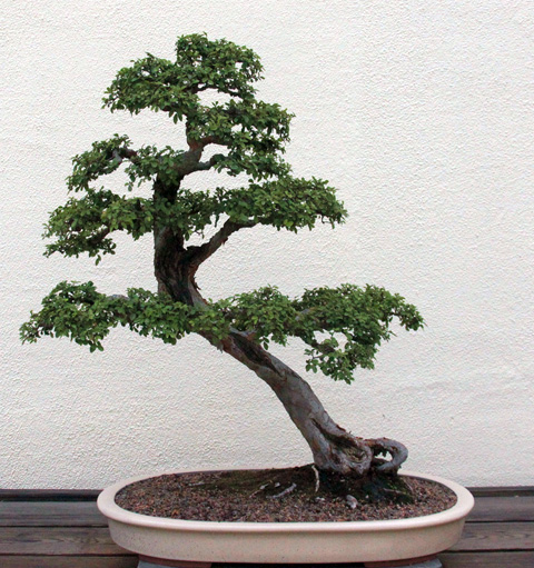 Tạo dáng cây Du bonsai kiểu thất hiền