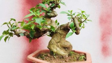 Kỹ thuật trồng và cách chăm sóc cây sung bonsai, sung cảnh
