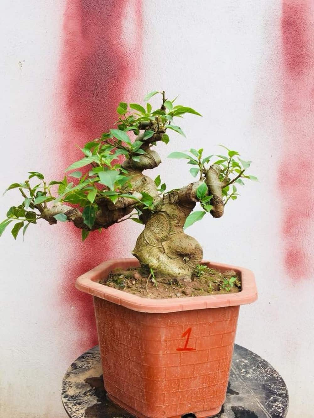 Kỹ thuật trồng và cách chăm sóc cây sung bonsai, sung cảnh