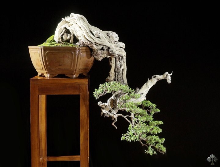 1000+ Mẫu cây bonsai đẹp nhất Việt Nam, thế giới 2023 từ a-z