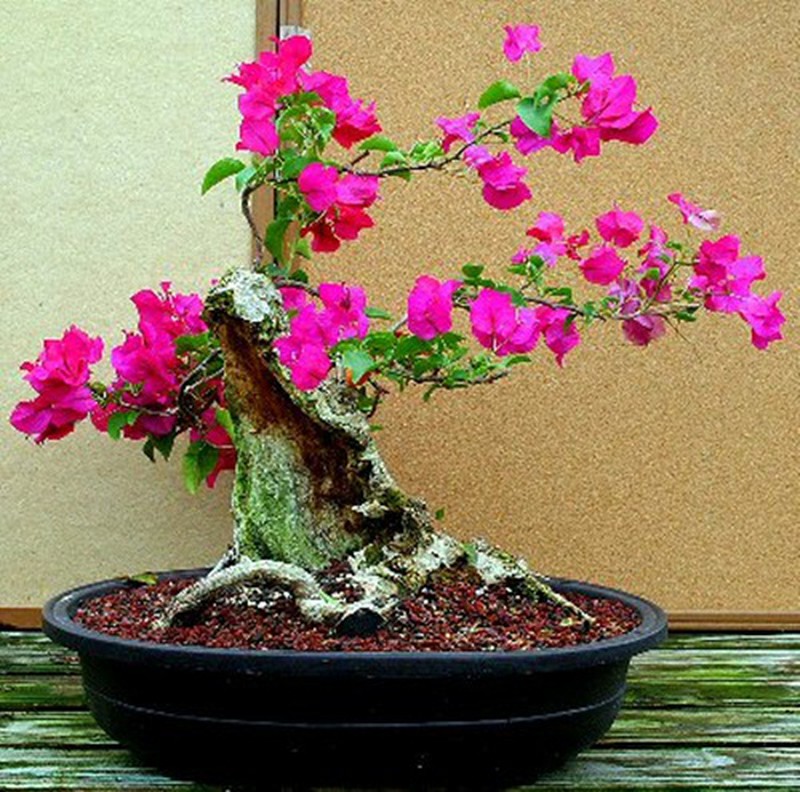 Top 10+ Cây hoa giấy bonsai đẹp nhất 2024 - Hoa Cảnh Quang Vỹ