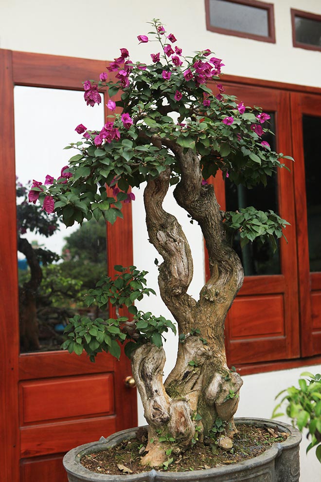 Top 10+ Cây hoa giấy bonsai đẹp nhất 2024 - Hoa Cảnh Quang Vỹ