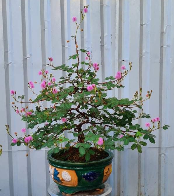 hoa-trinh-nu-bonsai-hinh-cay-thong