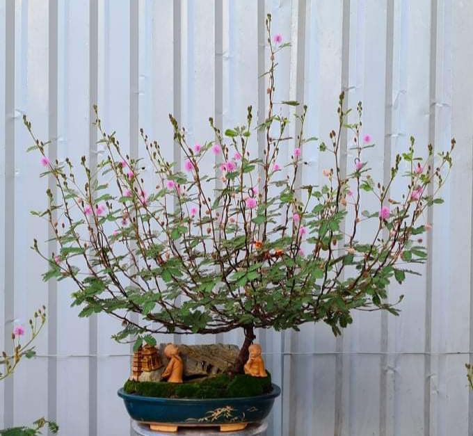 Top 10+ Cây hoa trinh nữ bonsai đẹp nhất 2022