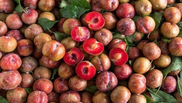 Danh sách các loại cây ăn quả Miền Bắc trồng phát triển 2023