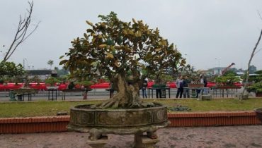 Tổng hợp 100 Cây Vú sữa bonsai đẹp nhất Việt Nam 2024