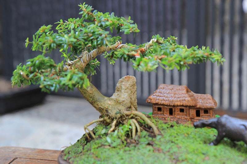 app-phan-mem-demo-bonsai-tren-may-tinh