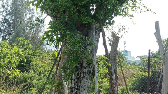 Cây Duối là cây gì? Ý nghĩa phong thủy làm cảnh, bonsai đẹp