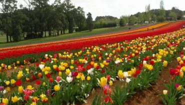Cách trồng hoa tulip bằng củ nở trúng dịp tết 2023