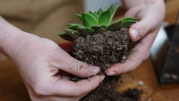 Cách trồng sen đá khi mới mua về bằng đất và cát trong chậu